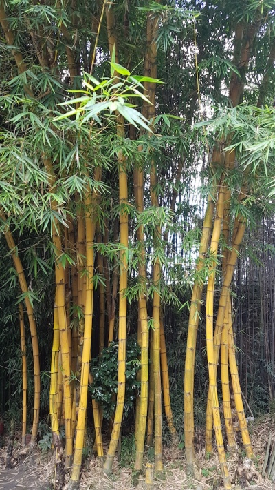 Bamboo grove, Baluwatar, Kathmandu, Nepal (photo)